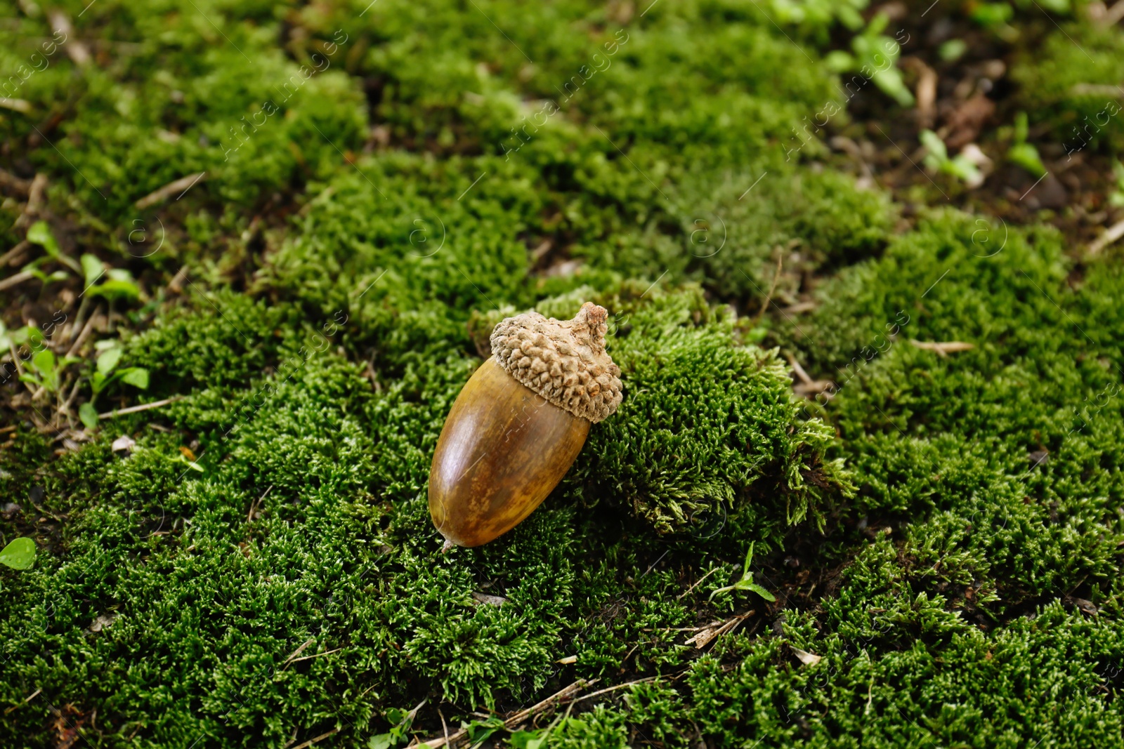 Photo of One acorn on green moss outdoors. Nut of oak