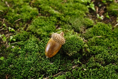 One acorn on green moss outdoors. Nut of oak