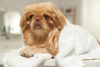 Photo of Cute Pekingese dog with towel in bathroom. Pet hygiene