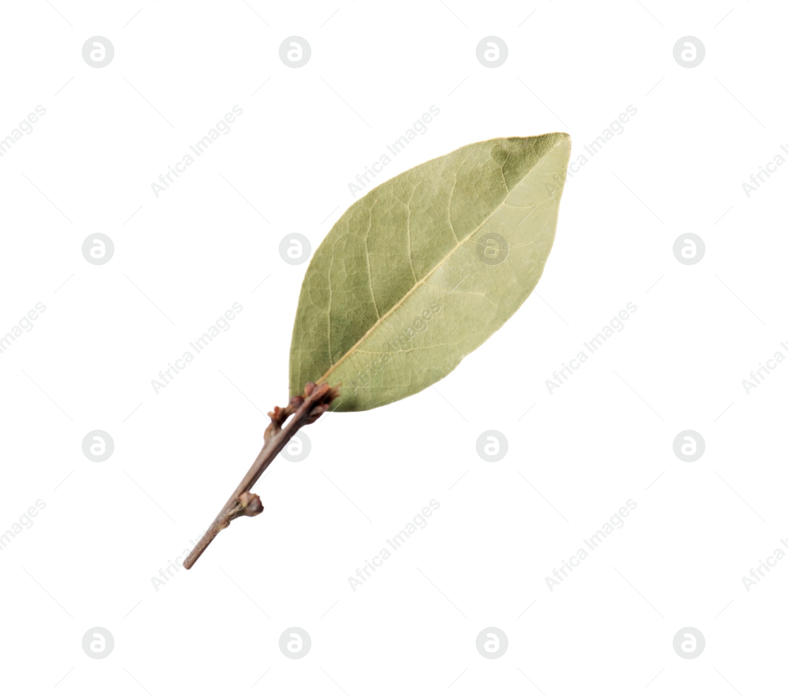 Photo of One aromatic bay leaf isolated on white