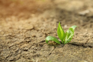 Photo of Young green seedling growing in dry soil on spring day, closeup. Hope concept