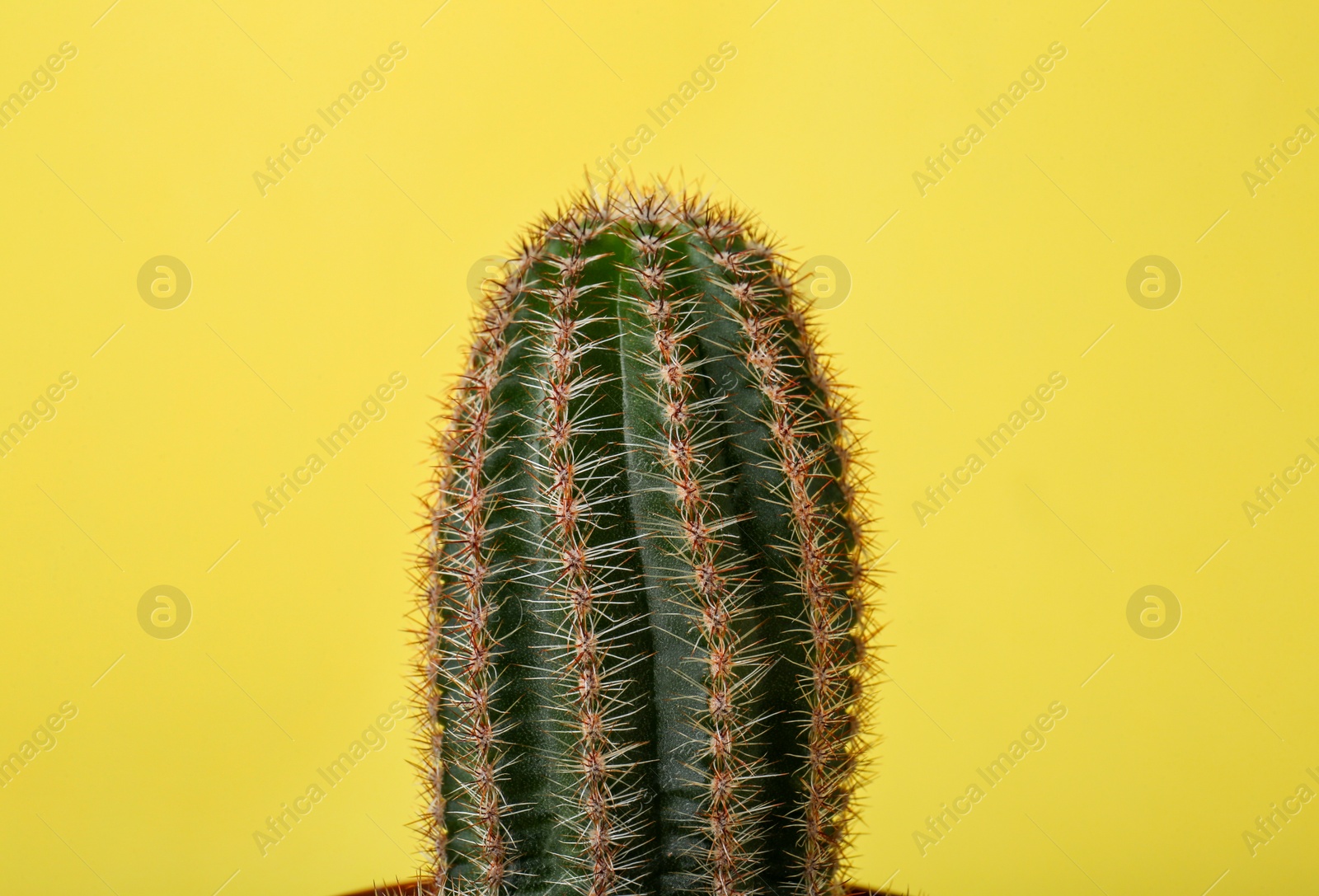 Photo of Beautiful green cactus on yellow background, closeup. Tropical plant