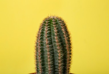 Beautiful green cactus on yellow background, closeup. Tropical plant