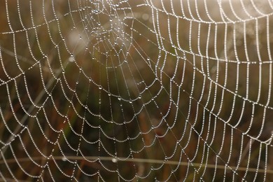 Photo of Closeup view of cobweb with dew drops outdoors