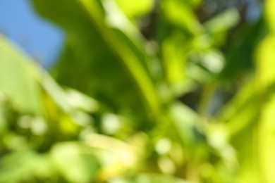 Blurred view of palm tree with lush green leaves