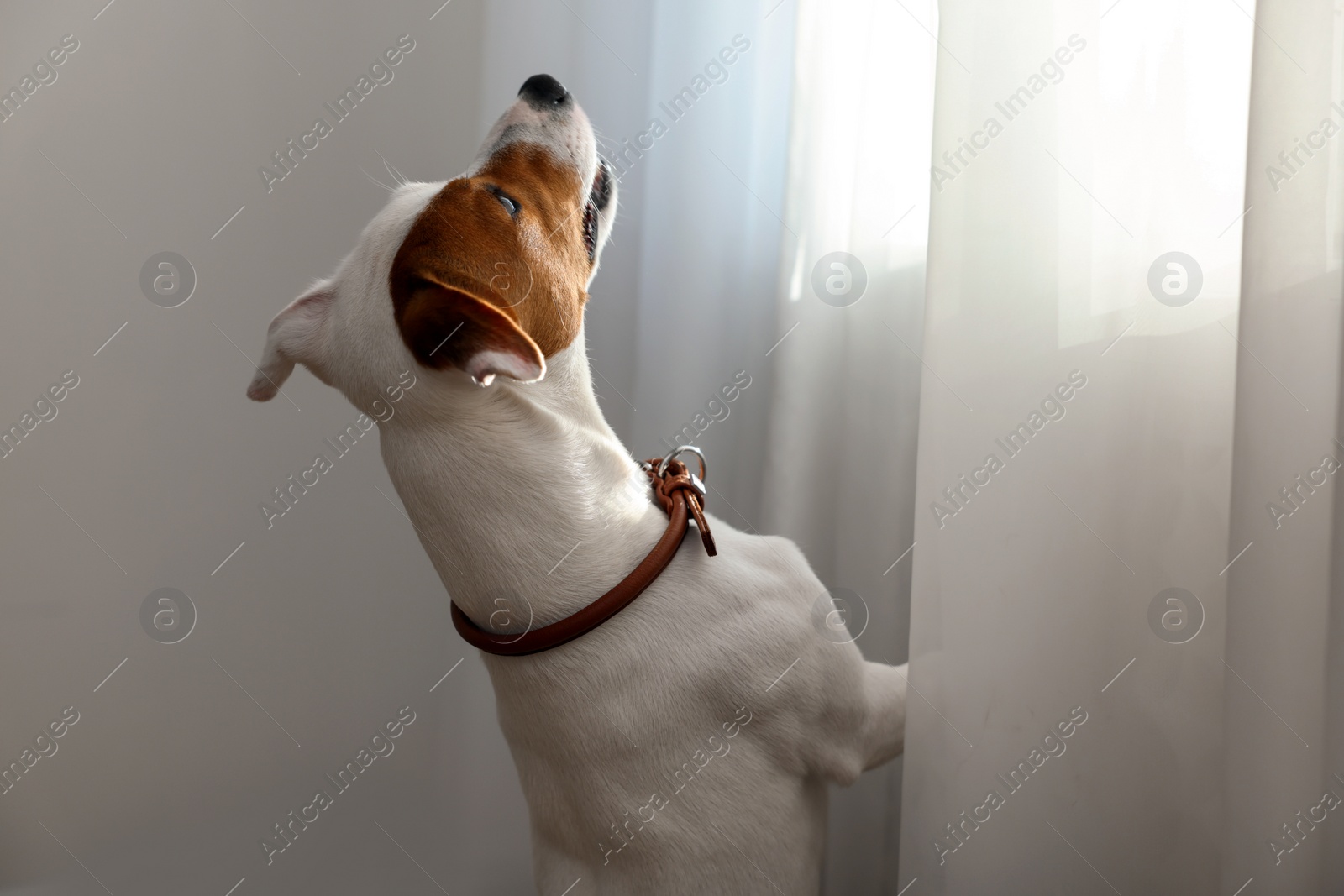 Photo of Cute Jack Russell Terrier near window indoors