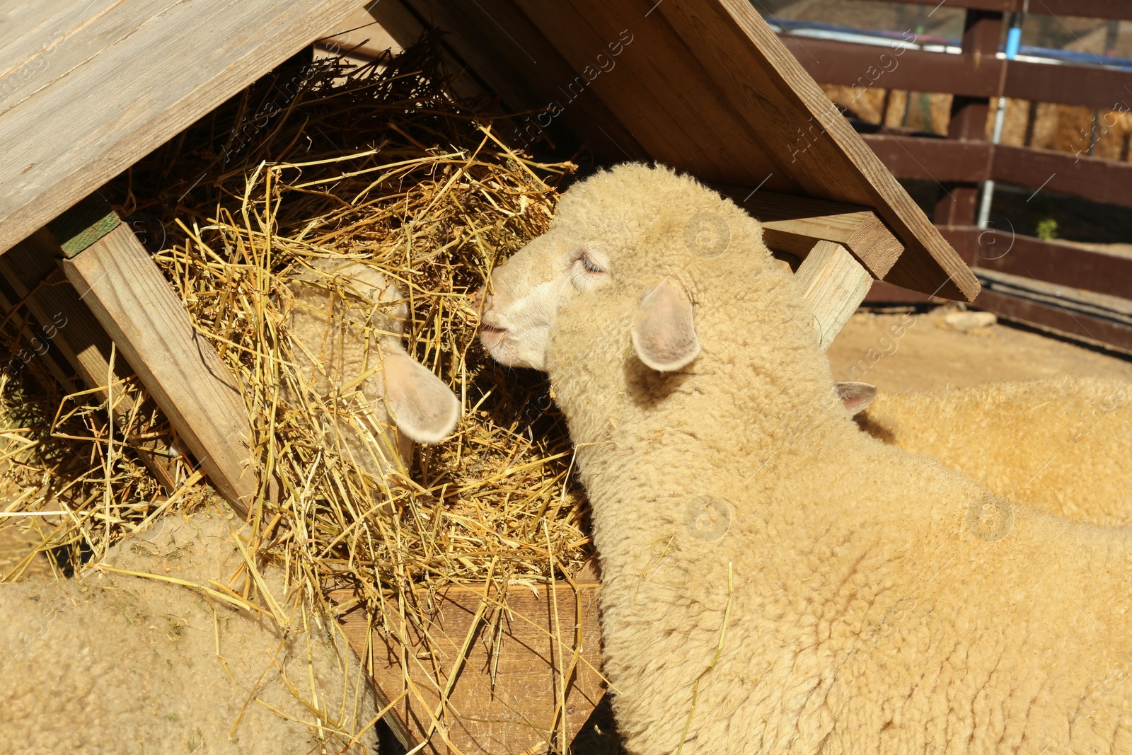 Photo of Cute funny sheep eating hay on farm. Animal husbandry