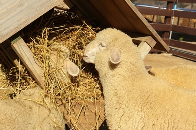 Photo of Cute funny sheep eating hay on farm. Animal husbandry