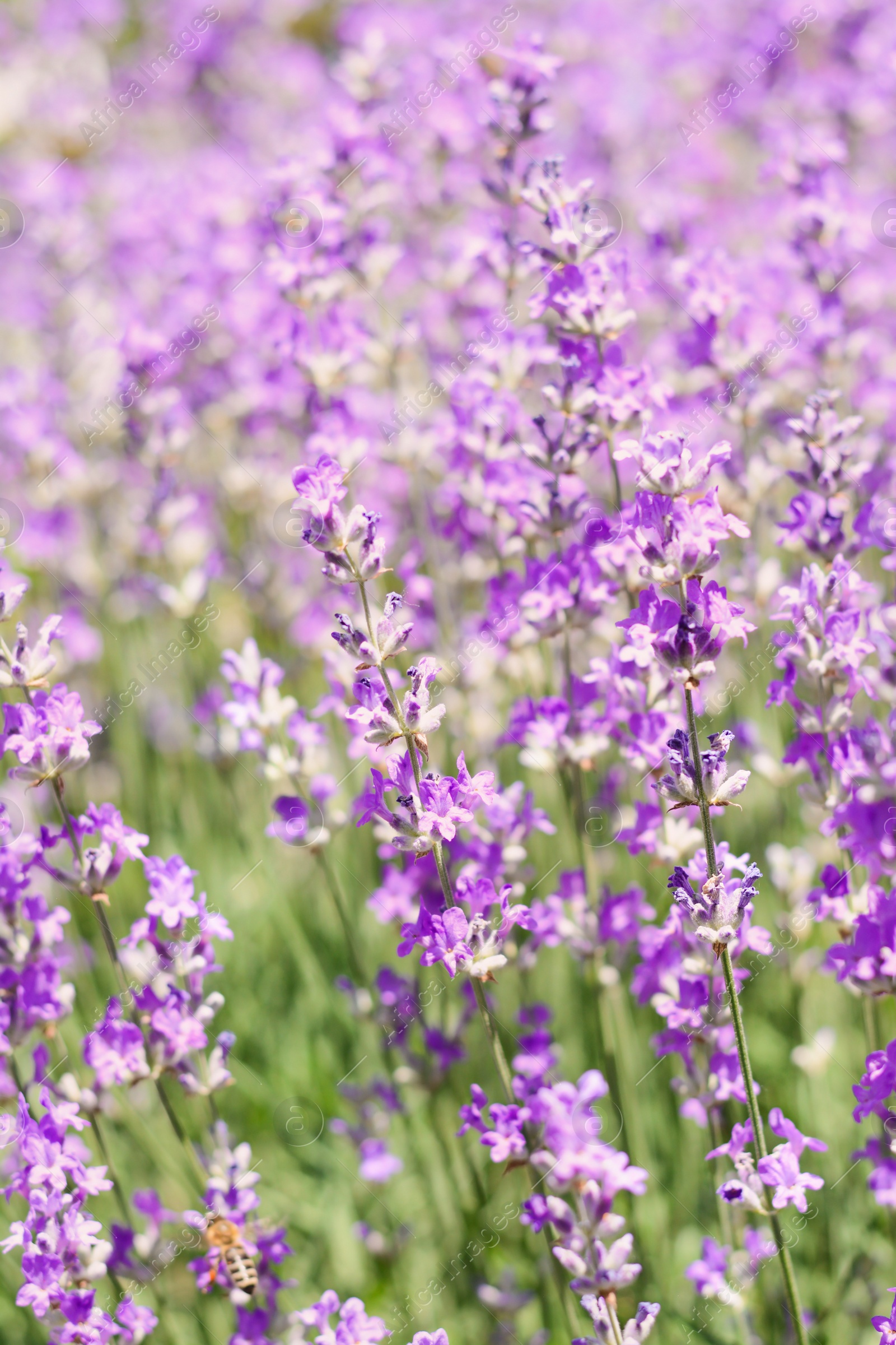 Photo of Beautiful lavender flowers growing in field, closeup