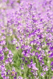 Photo of Beautiful lavender flowers growing in field, closeup