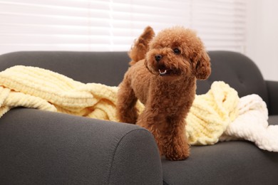 Photo of Cute Maltipoo dog with plaid on sofa indoors. Lovely pet