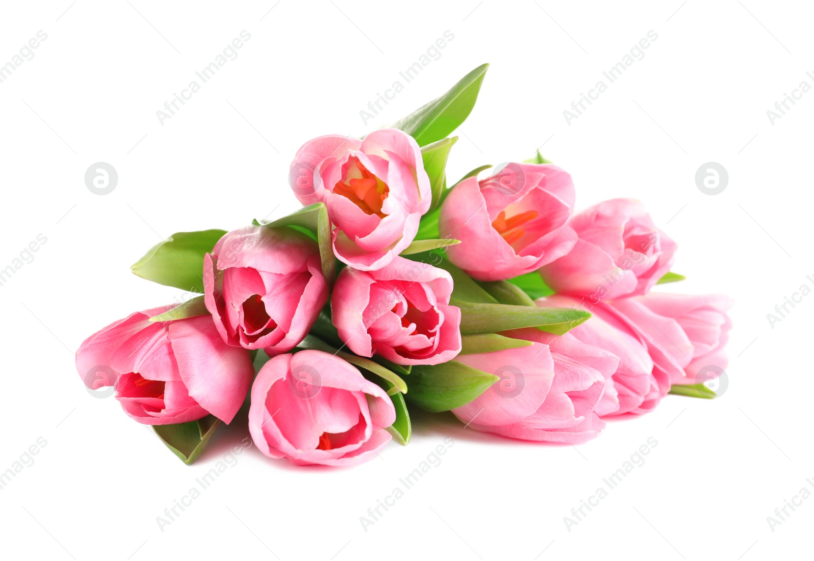 Photo of Beautiful spring tulips on white background. International Women's Day