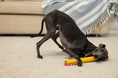 Photo of Italian Greyhound dog playing with toy at home