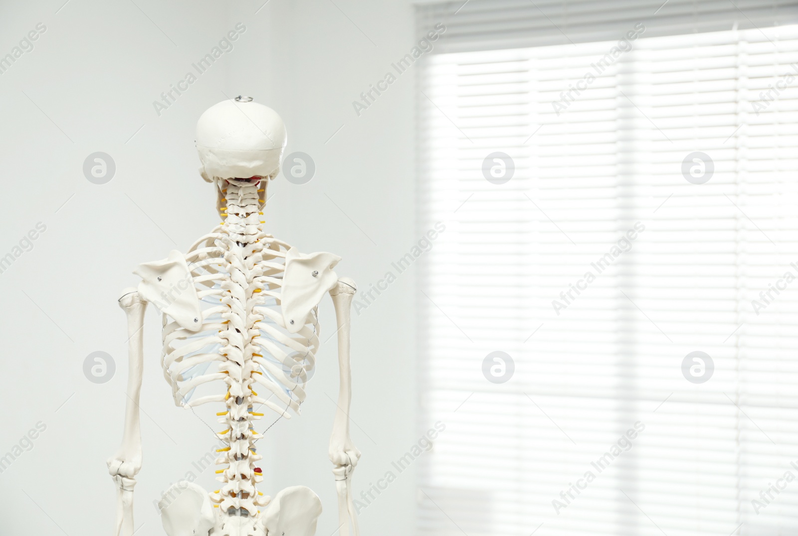 Photo of Artificial human skeleton model near window indoors, back view. Space for text