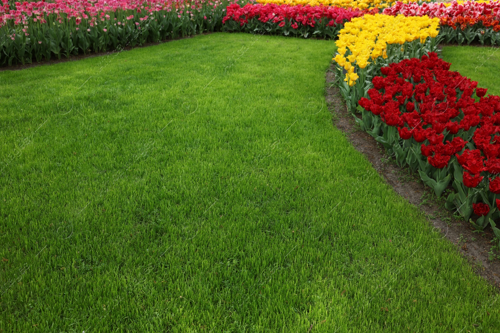 Photo of Many beautiful tulip flowers and green lawn growing in park. Spring season