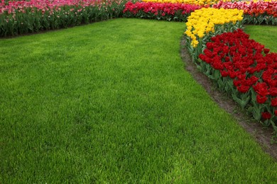 Photo of Many beautiful tulip flowers and green lawn growing in park. Spring season
