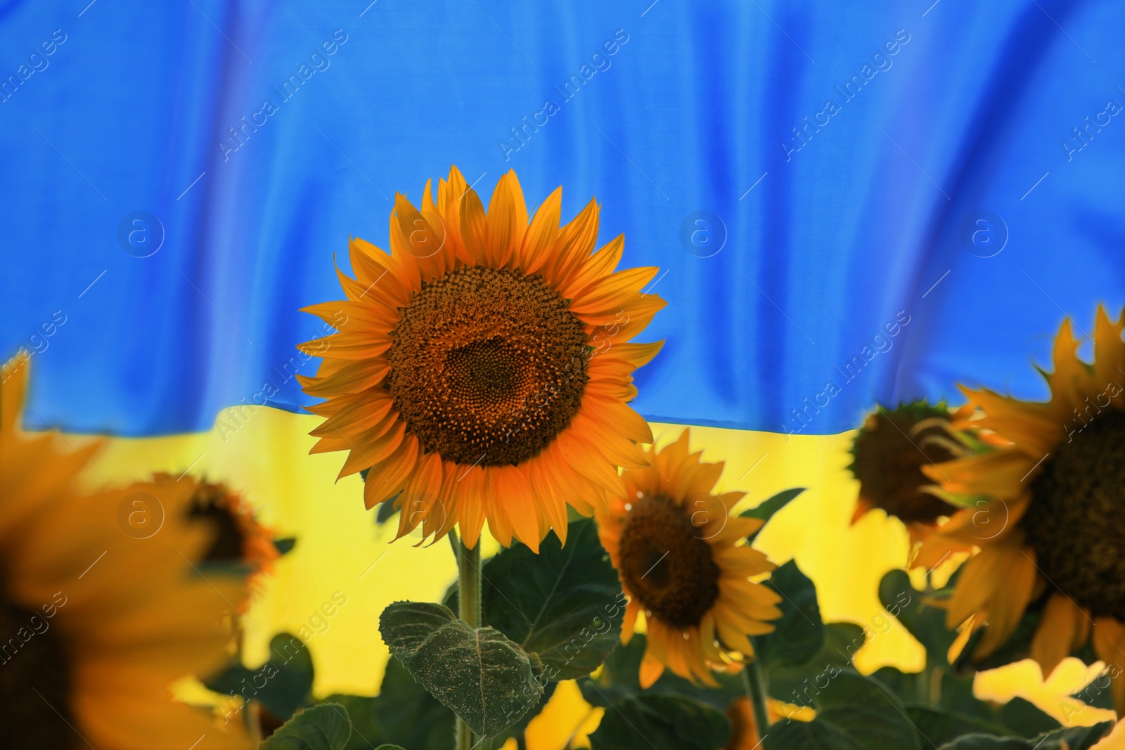 Image of Bright sunflowers and Ukrainian national flag on background