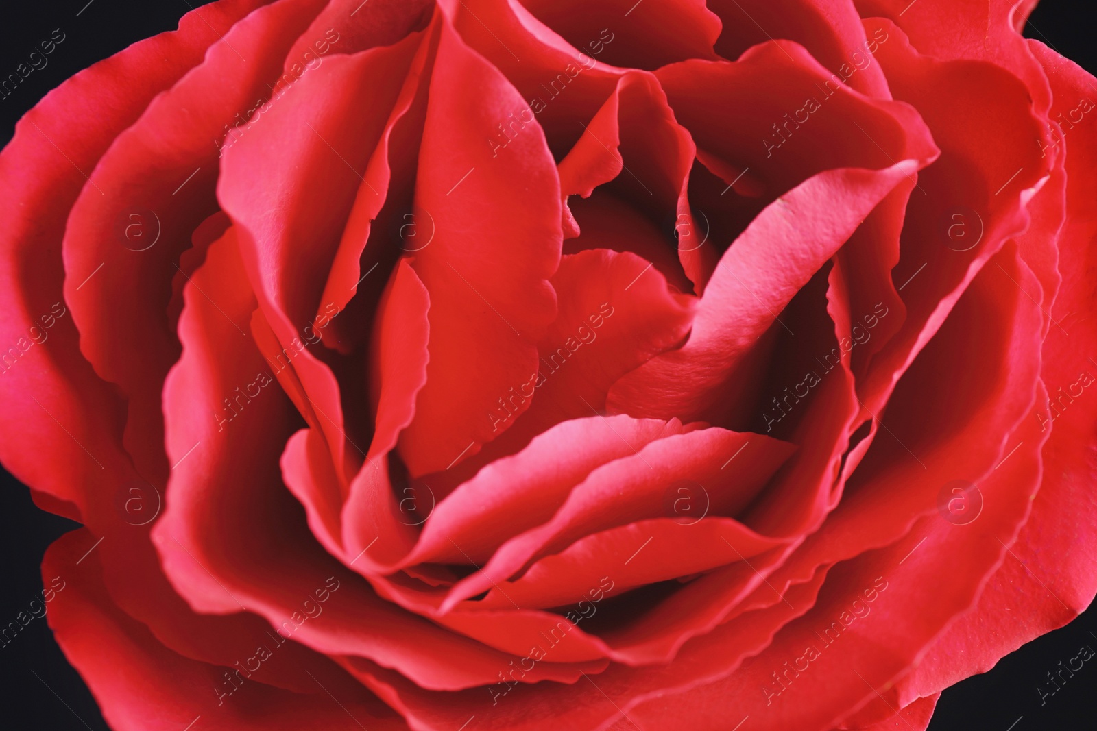 Photo of Beautiful red rose on dark background, closeup. Floral decor