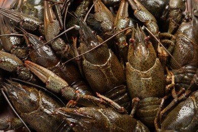 Photo of Heap of fresh raw crayfishes as background, closeup