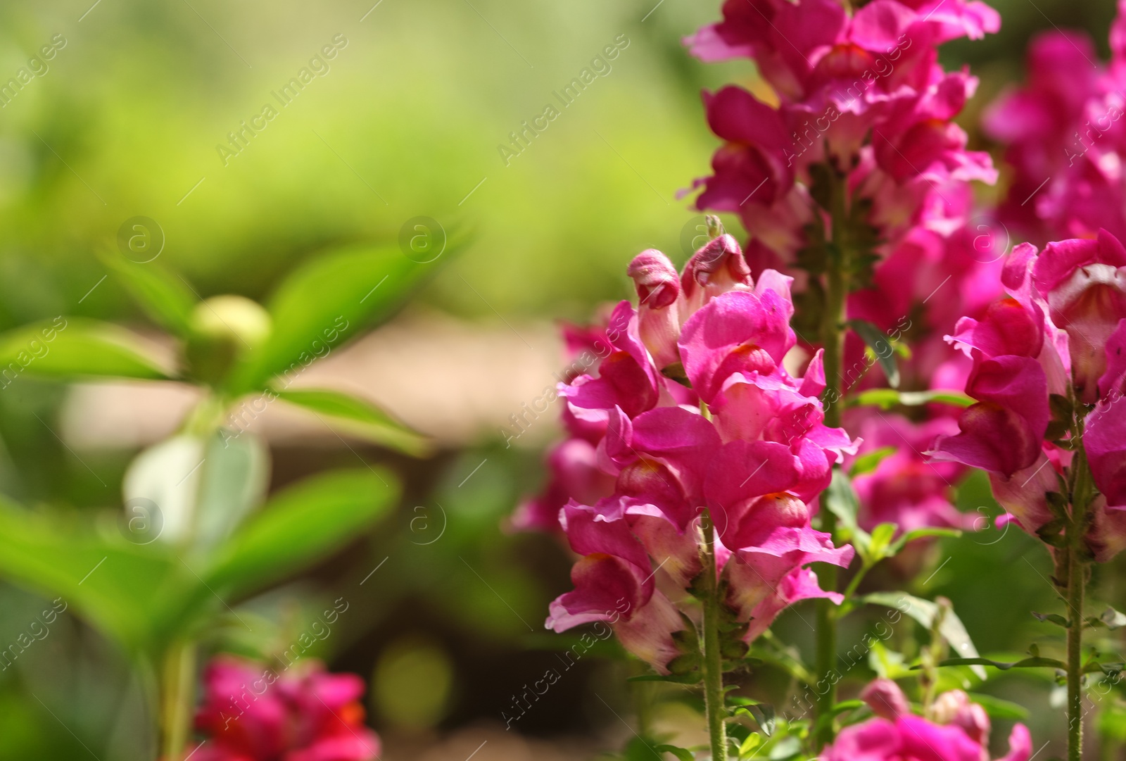 Photo of Beautiful spring flowers in garden on sunny day. Space for text