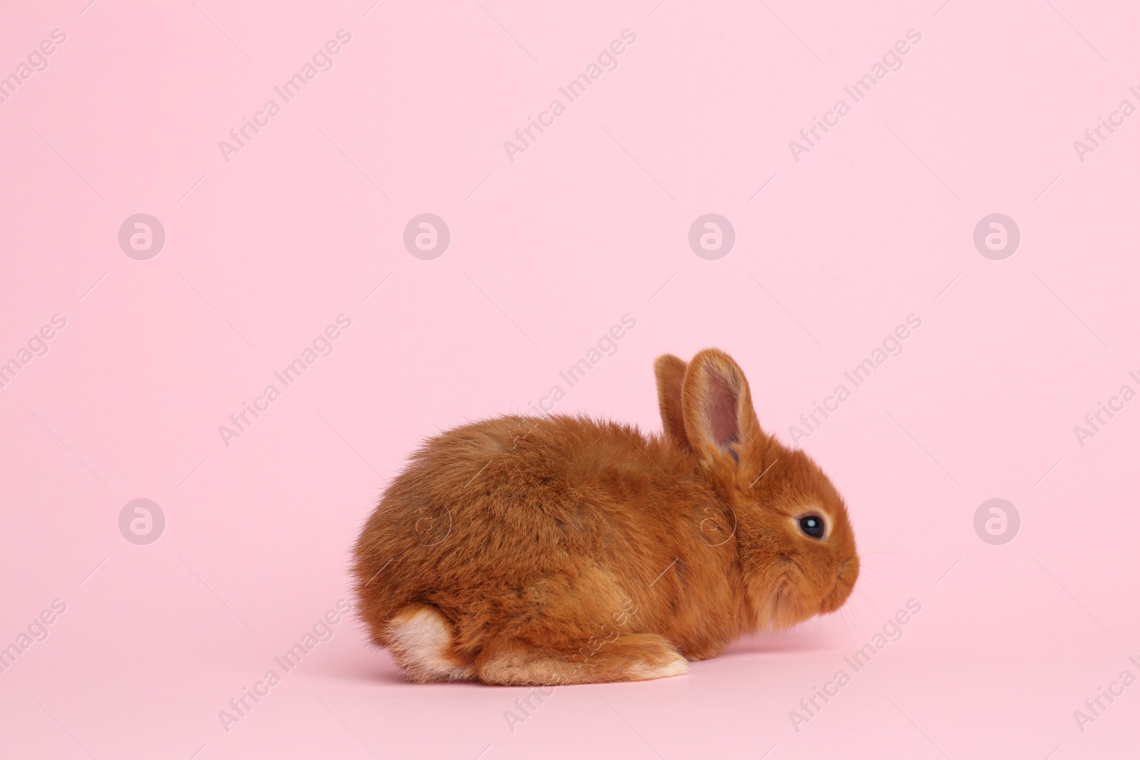 Photo of Adorable fluffy bunny on pink background. Easter symbol