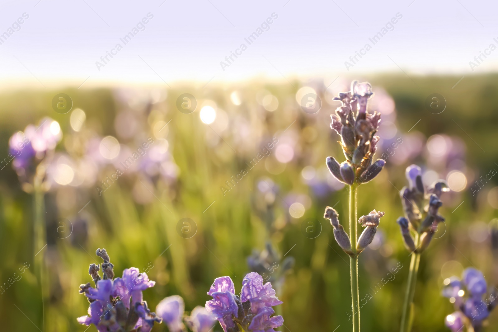 Photo of Beautiful lavender flowers in field on sunny day