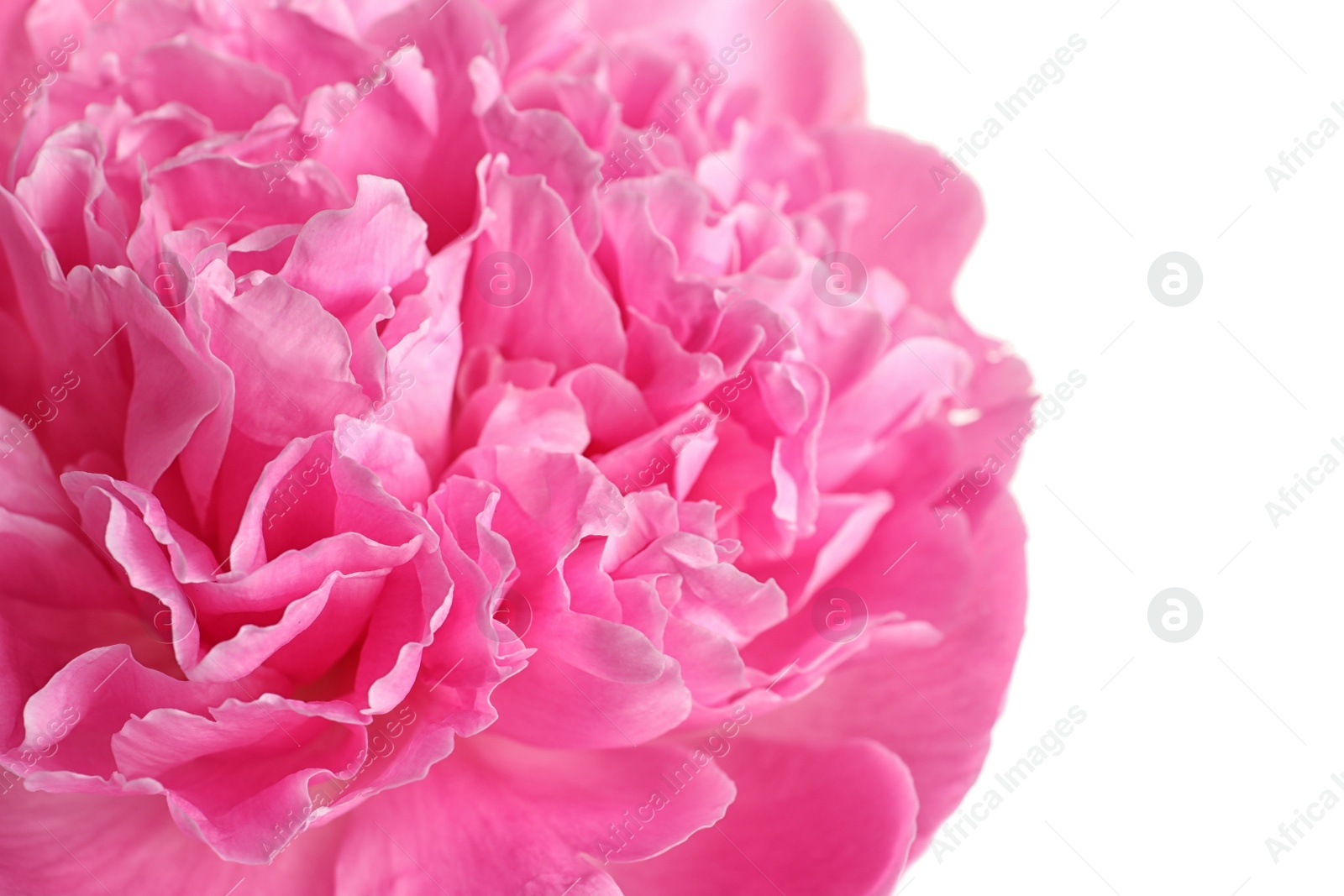 Photo of Beautiful fresh peony flower on white background, closeup