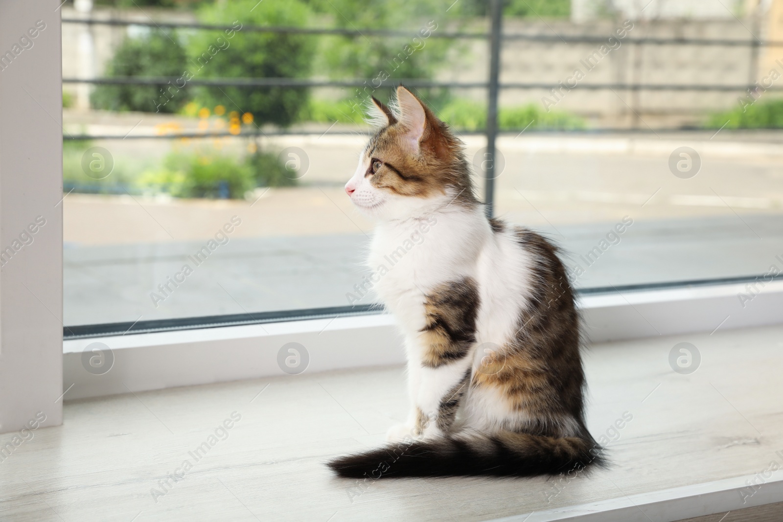 Photo of Cute kitten on window sill at home. Baby animal