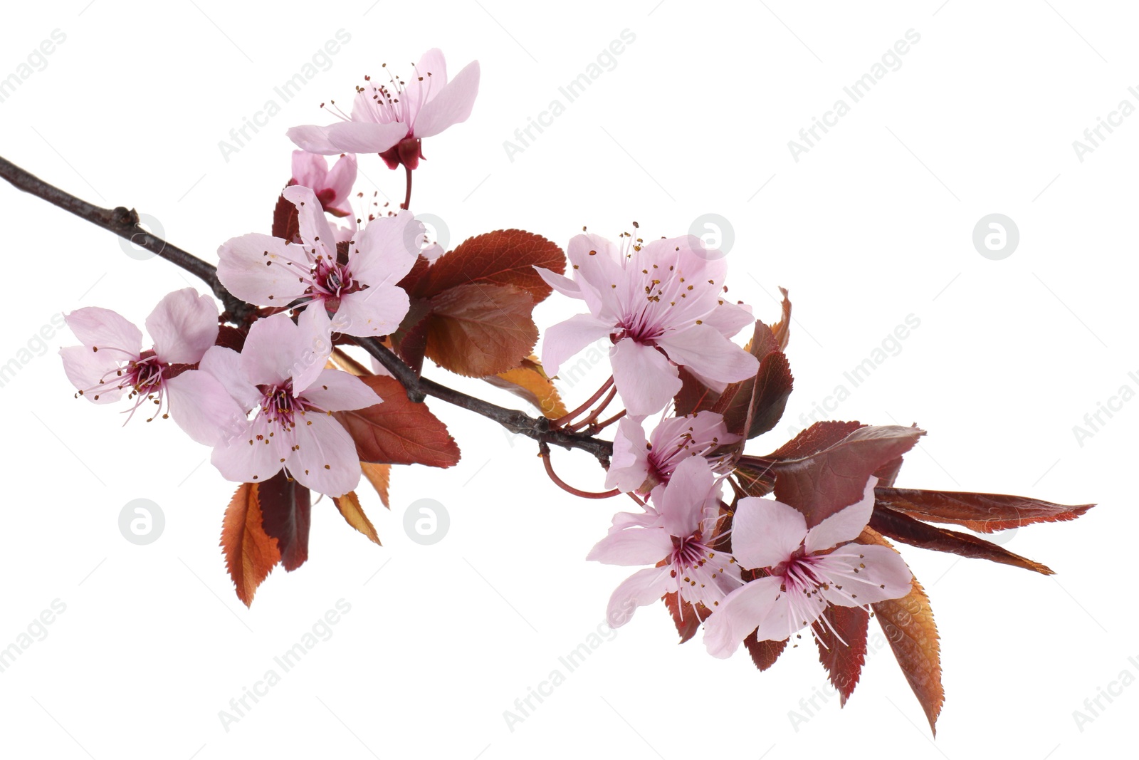 Photo of Spring tree branch with beautiful blossoms isolated on white