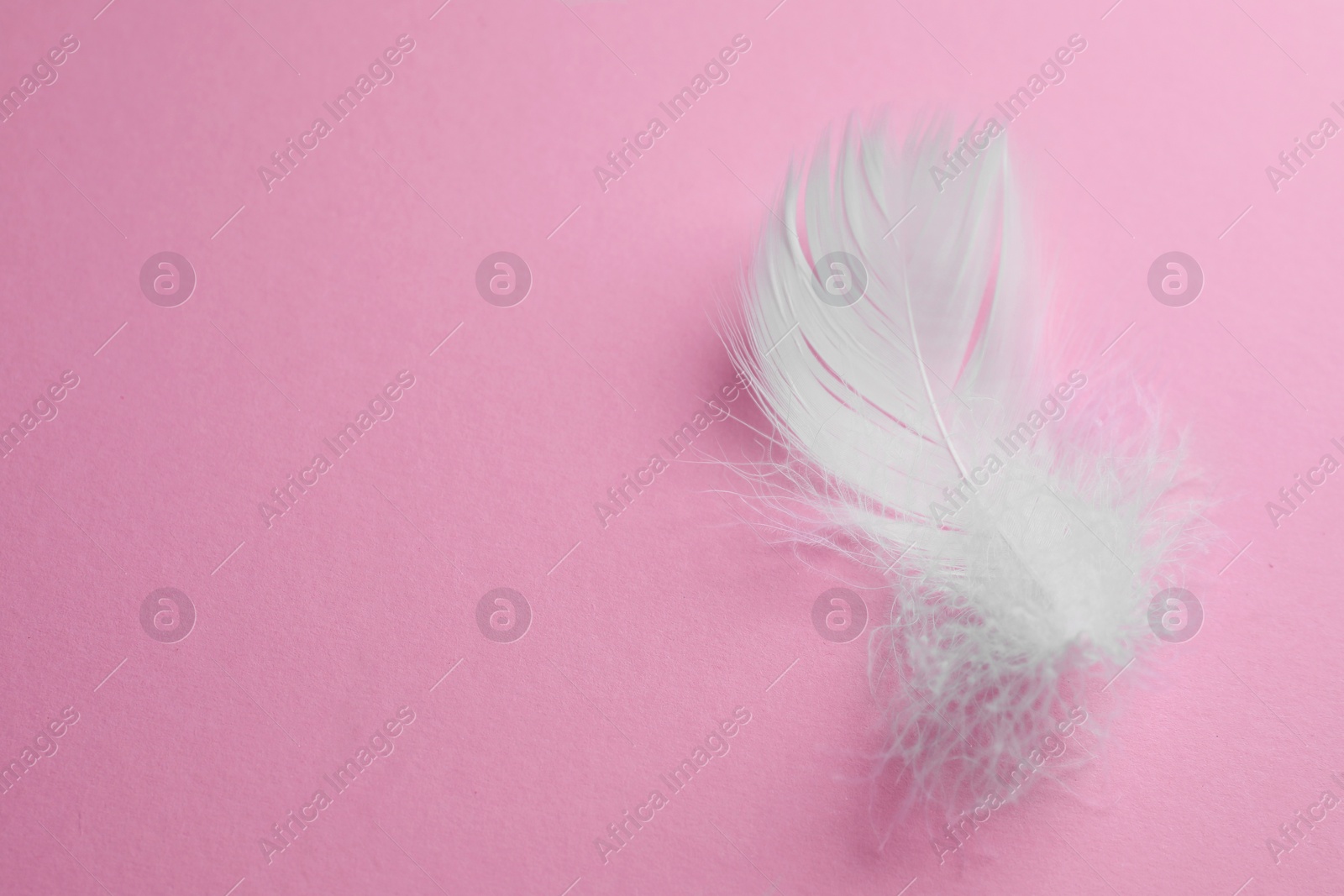 Photo of Fluffy white bird feather on pink background, top view. Space for text