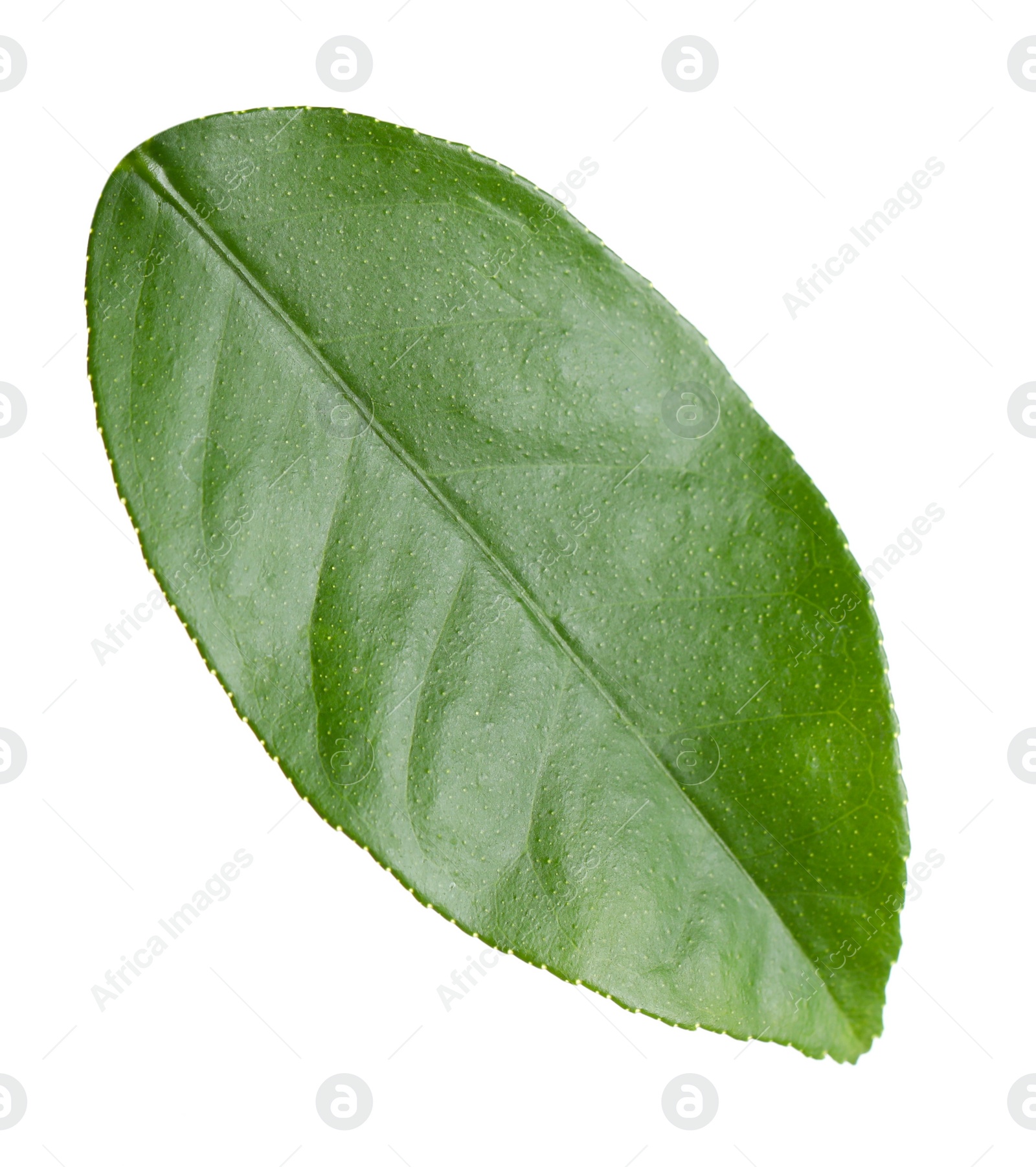 Photo of Green leaf of lemon tree isolated on white