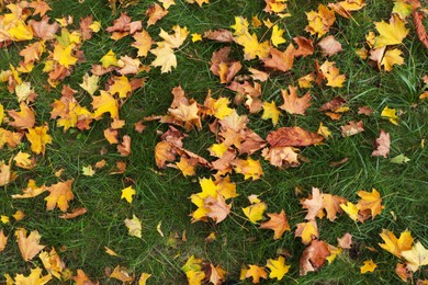 Photo of Dry leaves on green grass in autumn, above view
