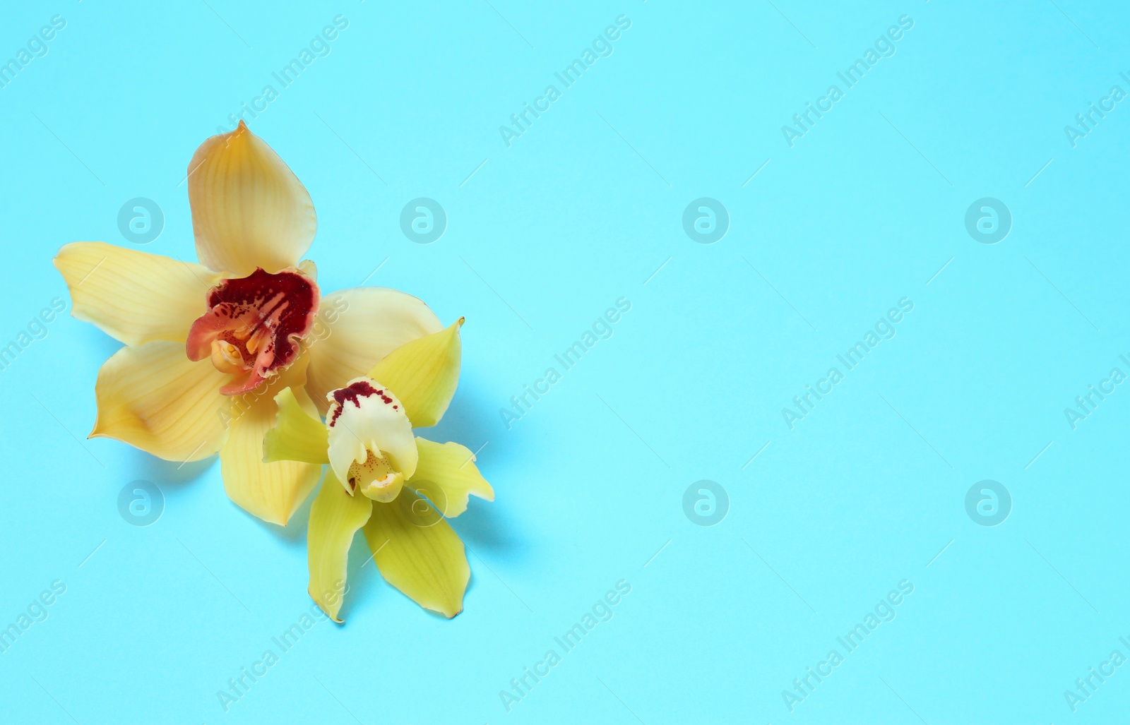 Photo of Tropical orchid flowers on color background, flat lay. Space for text