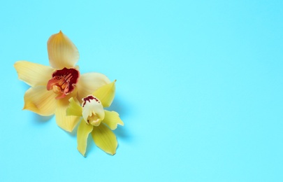 Photo of Tropical orchid flowers on color background, flat lay. Space for text