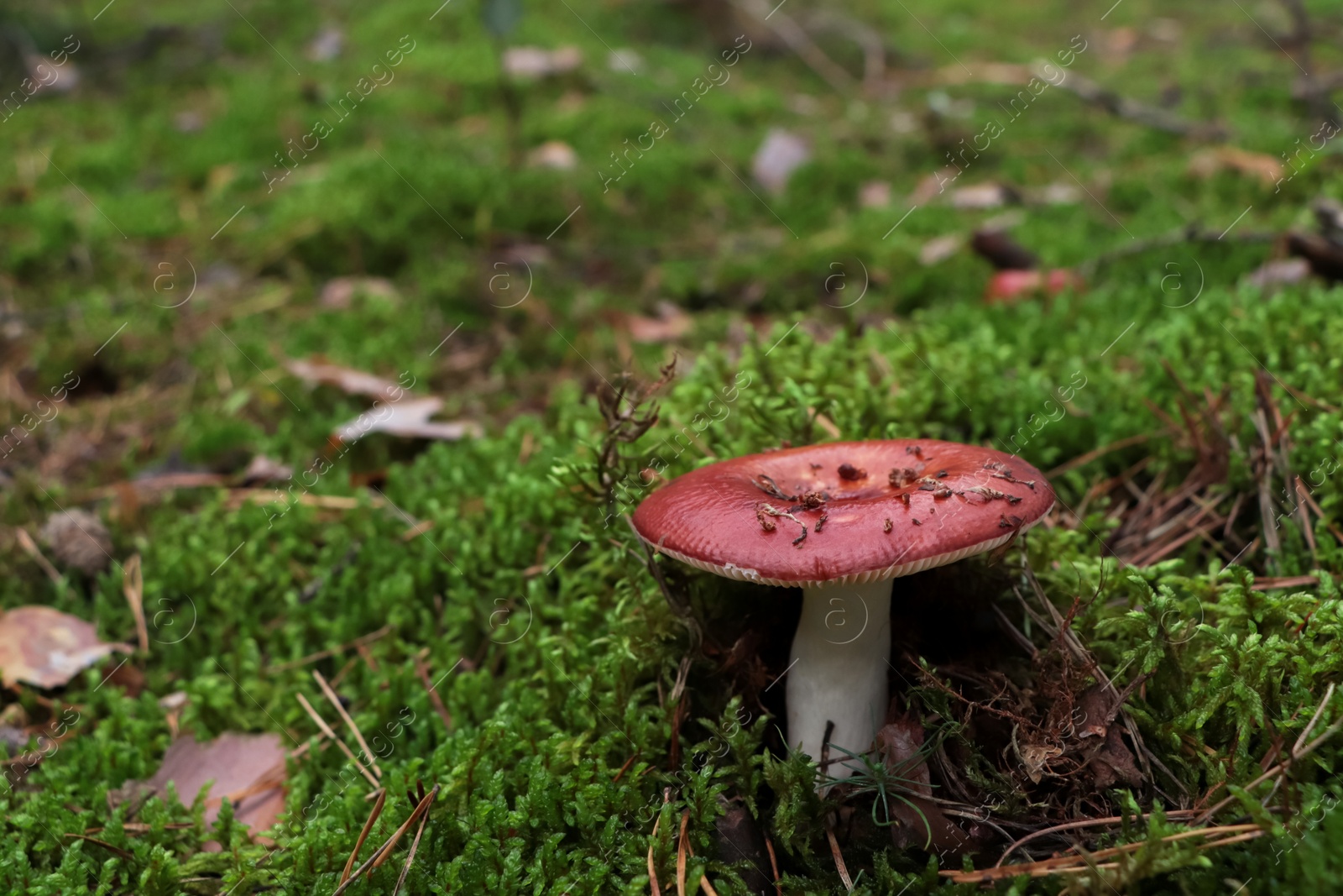 Photo of Russula mushroom growing among green grass in forest