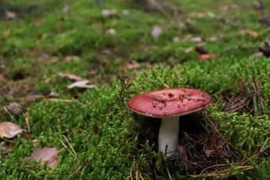 Photo of Russula mushroom growing among green grass in forest