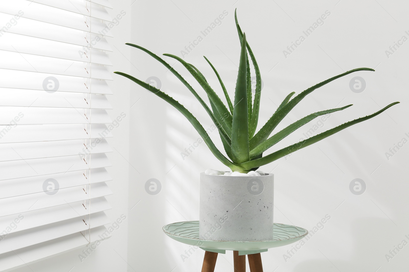 Photo of Beautiful potted aloe vera plant near white wall indoors