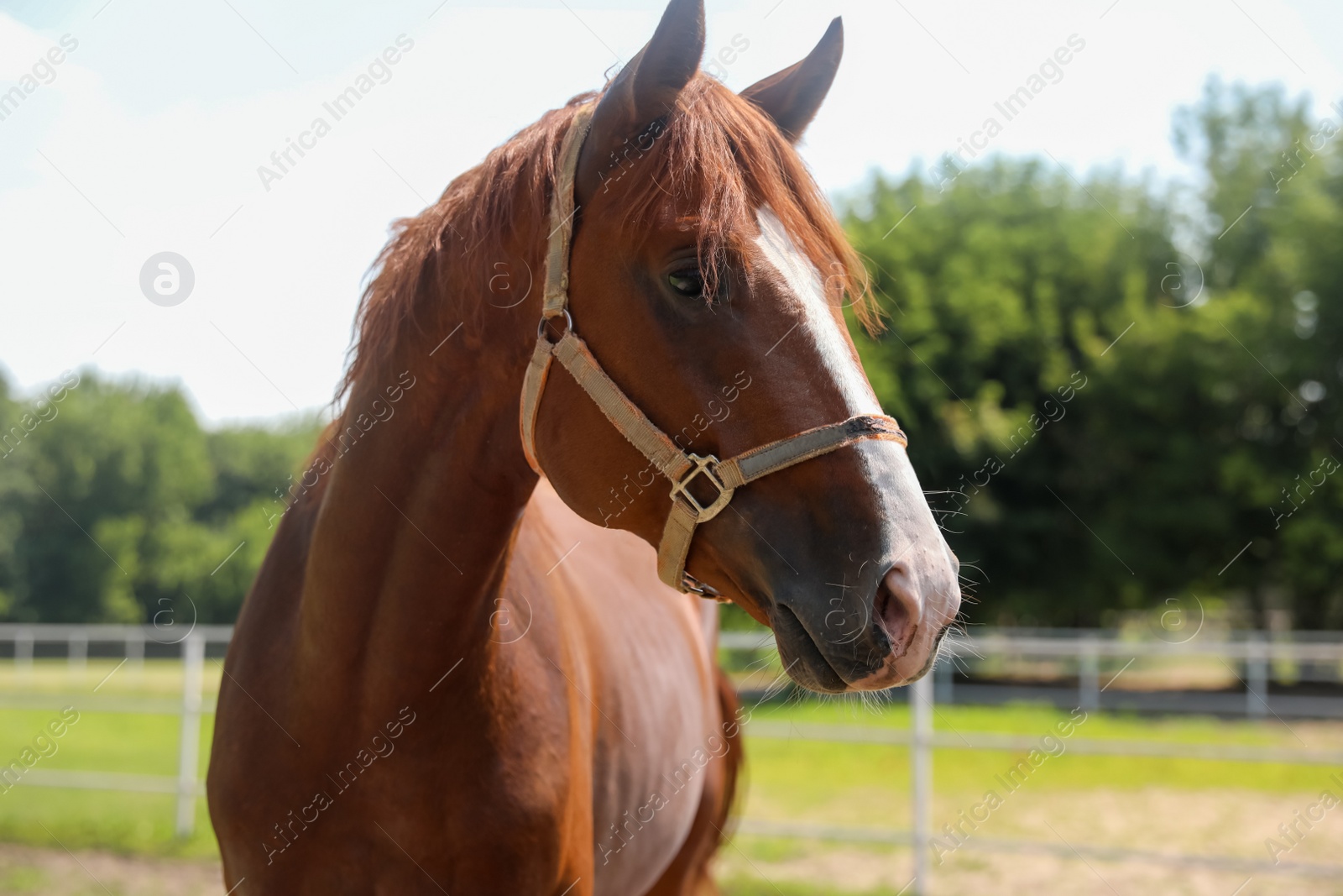 Photo of Chestnut horse in paddock on sunny day. Beautiful pet