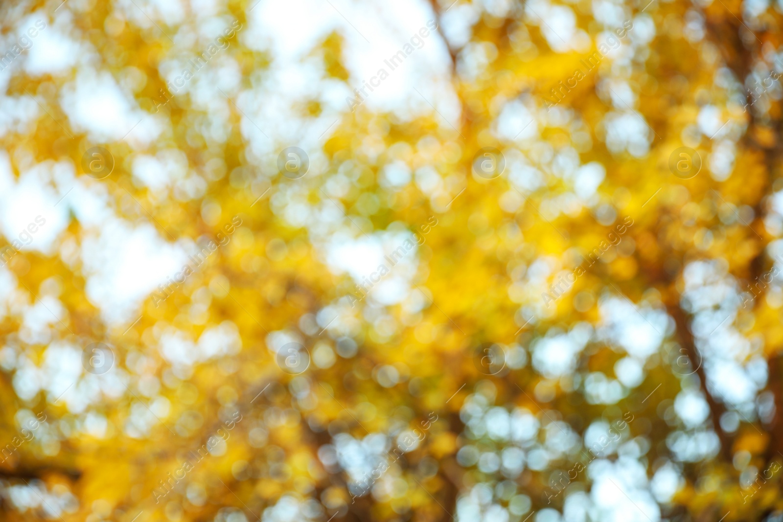 Photo of Blurred view of autumn foliage outdoors. Bokeh effect