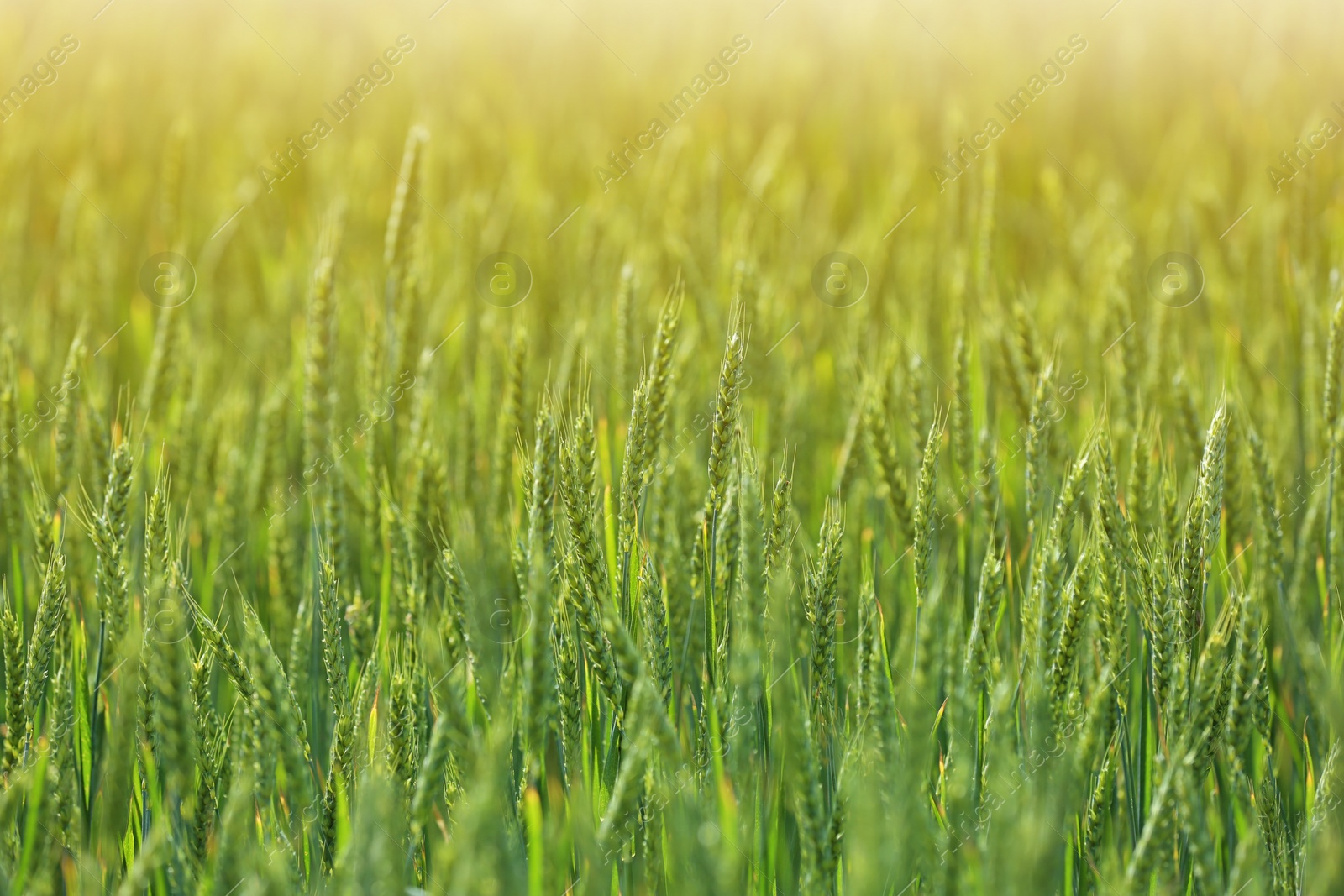 Photo of Wheat field on sunny day. Amazing nature in  summer