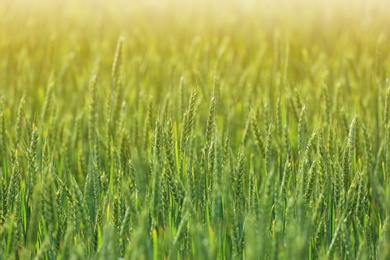 Photo of Wheat field on sunny day. Amazing nature in  summer