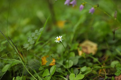 Green meadow with blooming wild flowers, closeup