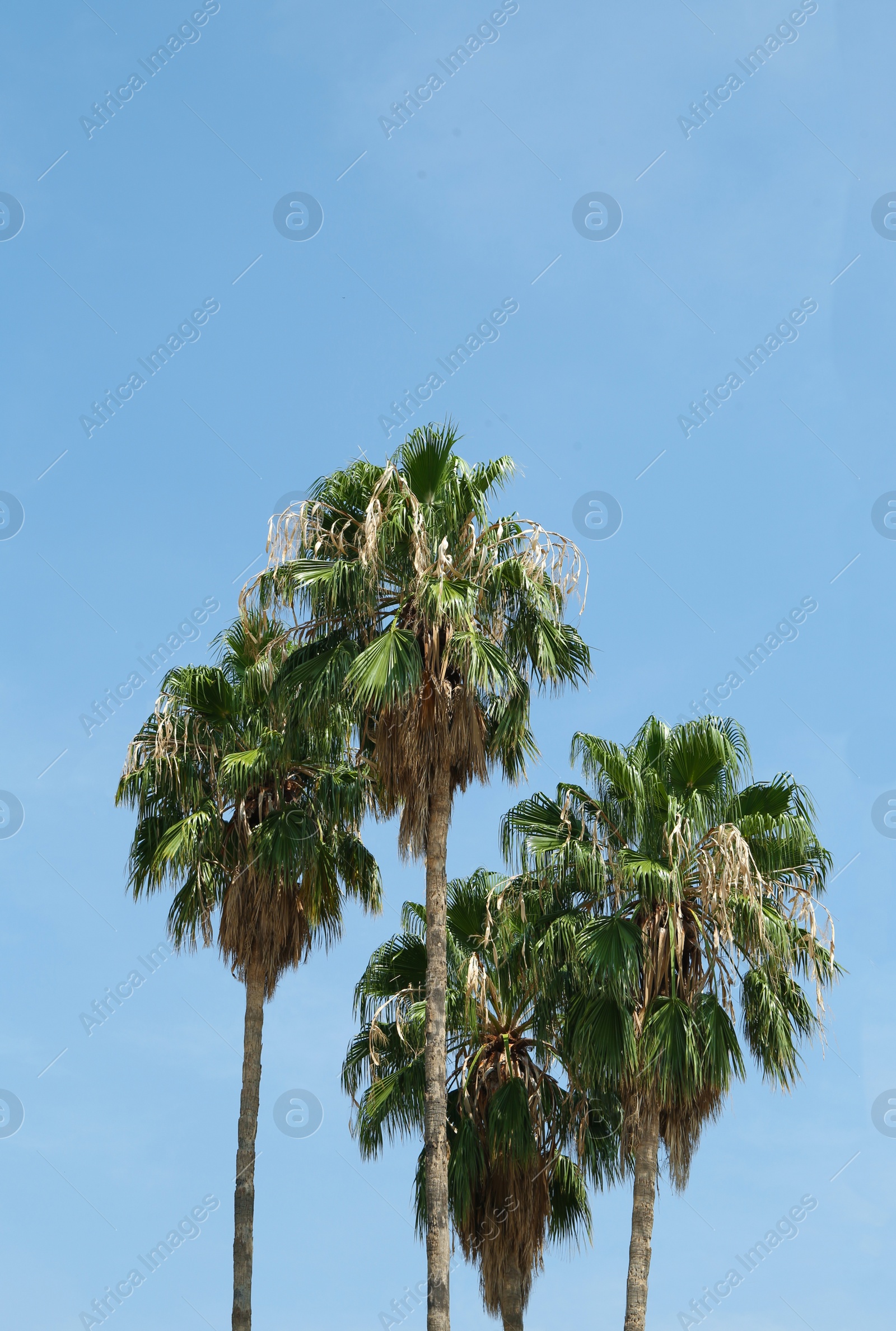Photo of Tropical palms with beautiful green leaves against blue sky