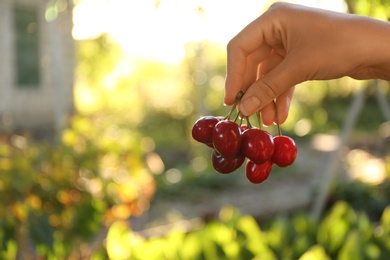 Photo of Woman with tasty ripe cherries outdoors, closeup