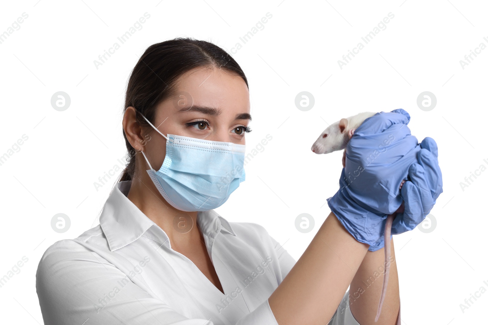 Photo of Scientist holding rat on white background. Animal testing