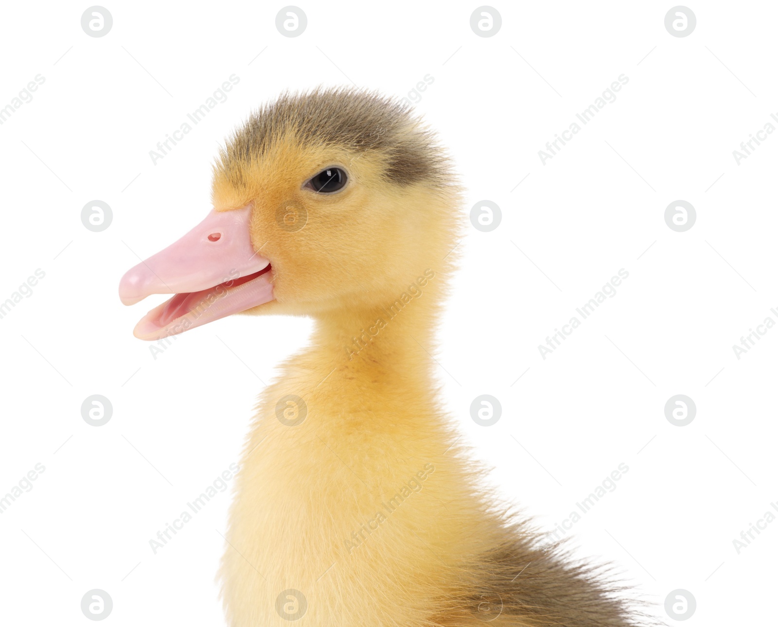 Photo of Baby animal. Portrait of cute fluffy duckling on white background