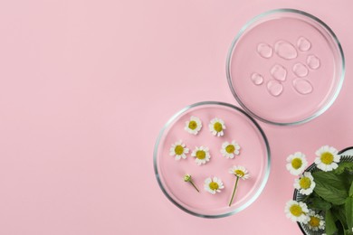 Petri dishes with chamomile flowers and cosmetic product on pink background, flat lay. Space for text
