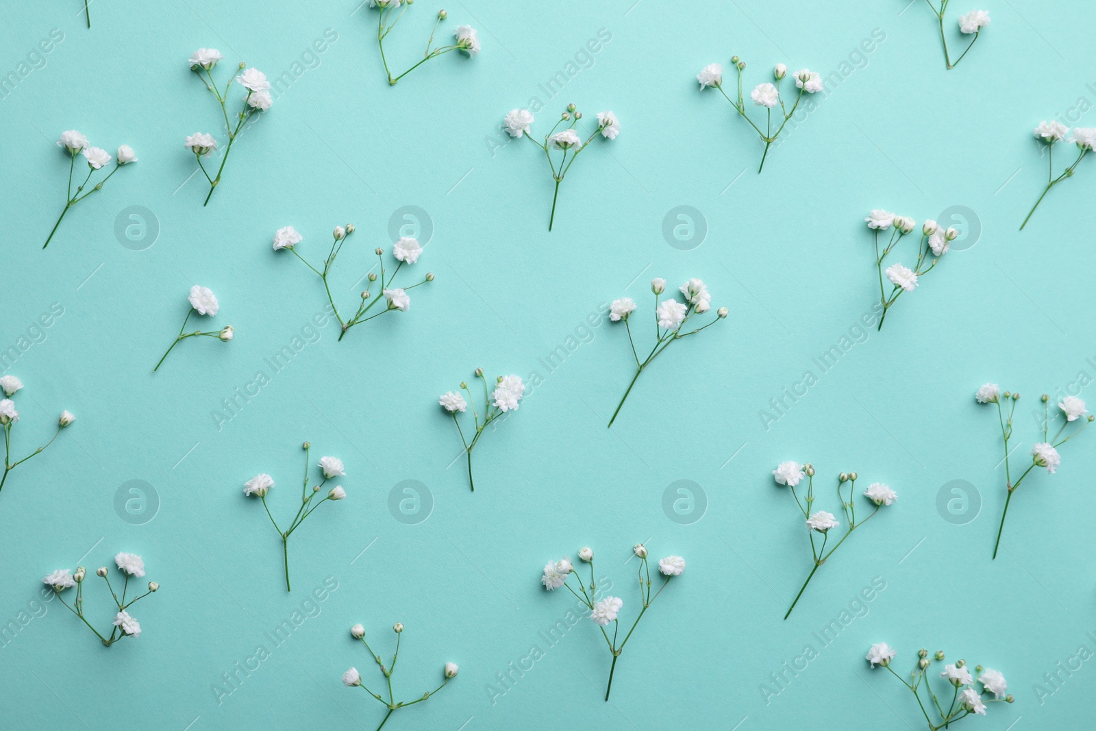 Photo of Beautiful gypsophila flowers on turquoise background, flat lay