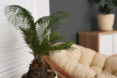 Photo of Tropical plant with green leaves indoors