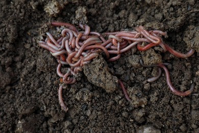 Photo of Many earthworms on wet soil, top view